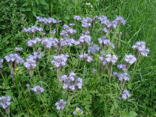 70 unbekannte Blumen am Wegesrand (Bueschelschoen).JPG